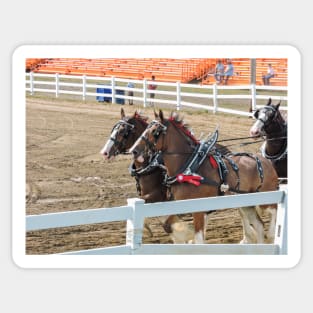 Horse show Sticker